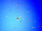 awwamela31jan2011021_small.jpg